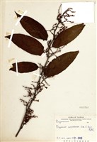 藏品(虎杖(黃藥子))的圖片